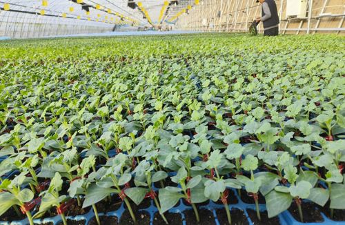 農業新質生產力看北京 京味農產品搭上科技順風車