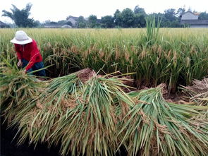 眉山職業(yè)技術(shù)學(xué)院科技賦能“一優(yōu)兩高”水稻競(jìng)賽，助推糧油供給側(cè)改革與農(nóng)業(yè)技術(shù)革新