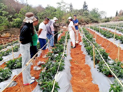 昆明市農(nóng)科院精準(zhǔn)服務(wù)助力產(chǎn)業(yè)發(fā)展，深入企業(yè)開(kāi)展人參果技術(shù)指導(dǎo)