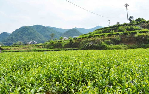 高值化農(nóng)產(chǎn)品 問(wèn)策湖湘，科技賦能深度貧困村產(chǎn)業(yè)扶貧新路徑